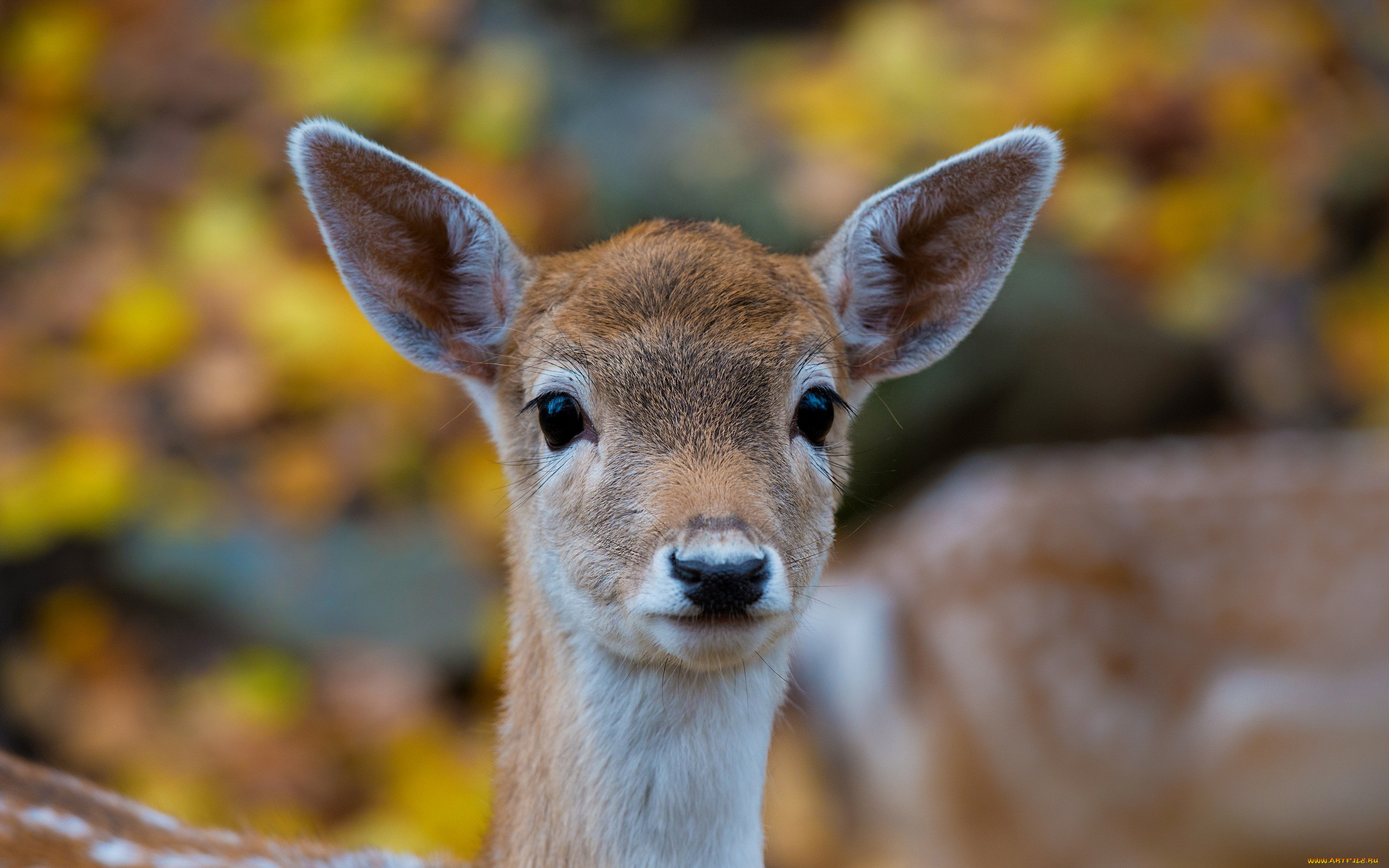 , , , , bambi, face